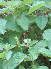 Bombyliini