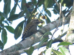 Dryobates spilogaster