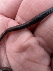 Lumbricus