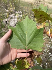 Platanus occidentalis