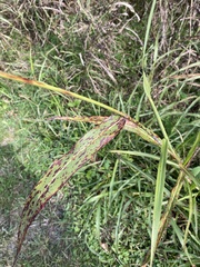 Sorghum halepense