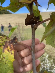 Platanus occidentalis