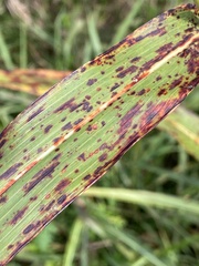 Sorghum halepense