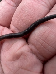 Lumbricus