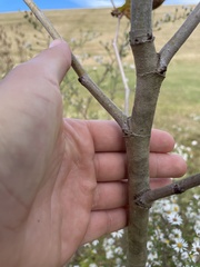 Platanus occidentalis