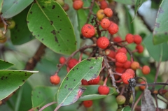 Arbutus