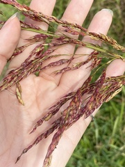 Sorghum halepense