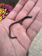 Lumbricus