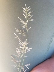 Eragrostis lehmanniana