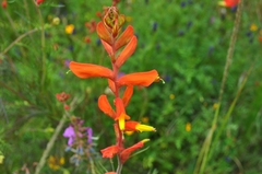 Castilleja tenuifolia