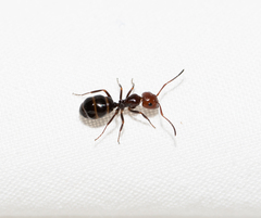 Camponotus lateralis