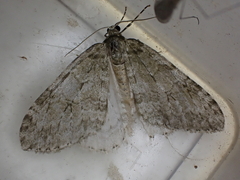 Epirrita dilutata