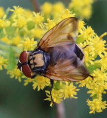 Phasia aurigera