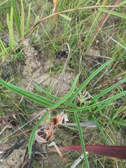 Asclepias longifolia