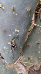 Phidippus arizonensis