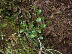 Montia parvifolia