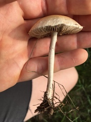 Agrocybe molesta