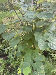 Cercis canadensis