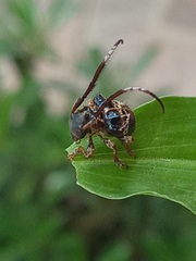 Tessarecphora arachnoides