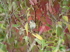 Cistothorus stellaris