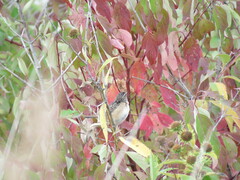 Cistothorus stellaris