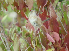 Cistothorus stellaris