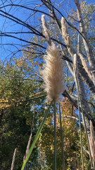Cortaderia selloana