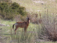 Alcelaphus buselaphus caama