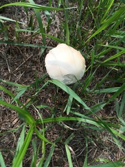 Agrocybe molesta