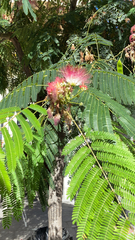 Albizia julibrissin