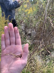 Panicum dichotomiflorum