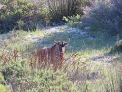 Connochaetes taurinus taurinus