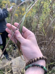Panicum dichotomiflorum