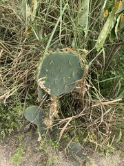 Opuntia lindheimeri