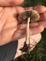 Agrocybe molesta