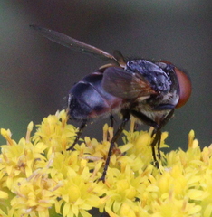Phasia aurigera