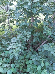 Dalbergia latifolia