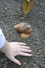 Megalobulimus popelairianus