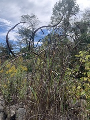 Panicum dichotomiflorum