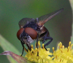 Phasia aurigera