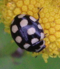 Coccinula quatuordecimpustulata