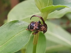 Tessarecphora arachnoides