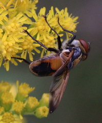 Phasia aurigera