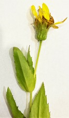 Arnica lanceolata