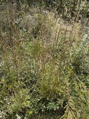 Andropogon virginicus