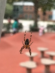 Araneus diadematus
