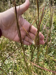 Andropogon virginicus