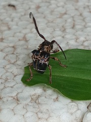 Tessarecphora arachnoides