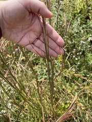Andropogon virginicus