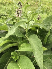 Symphytum officinale